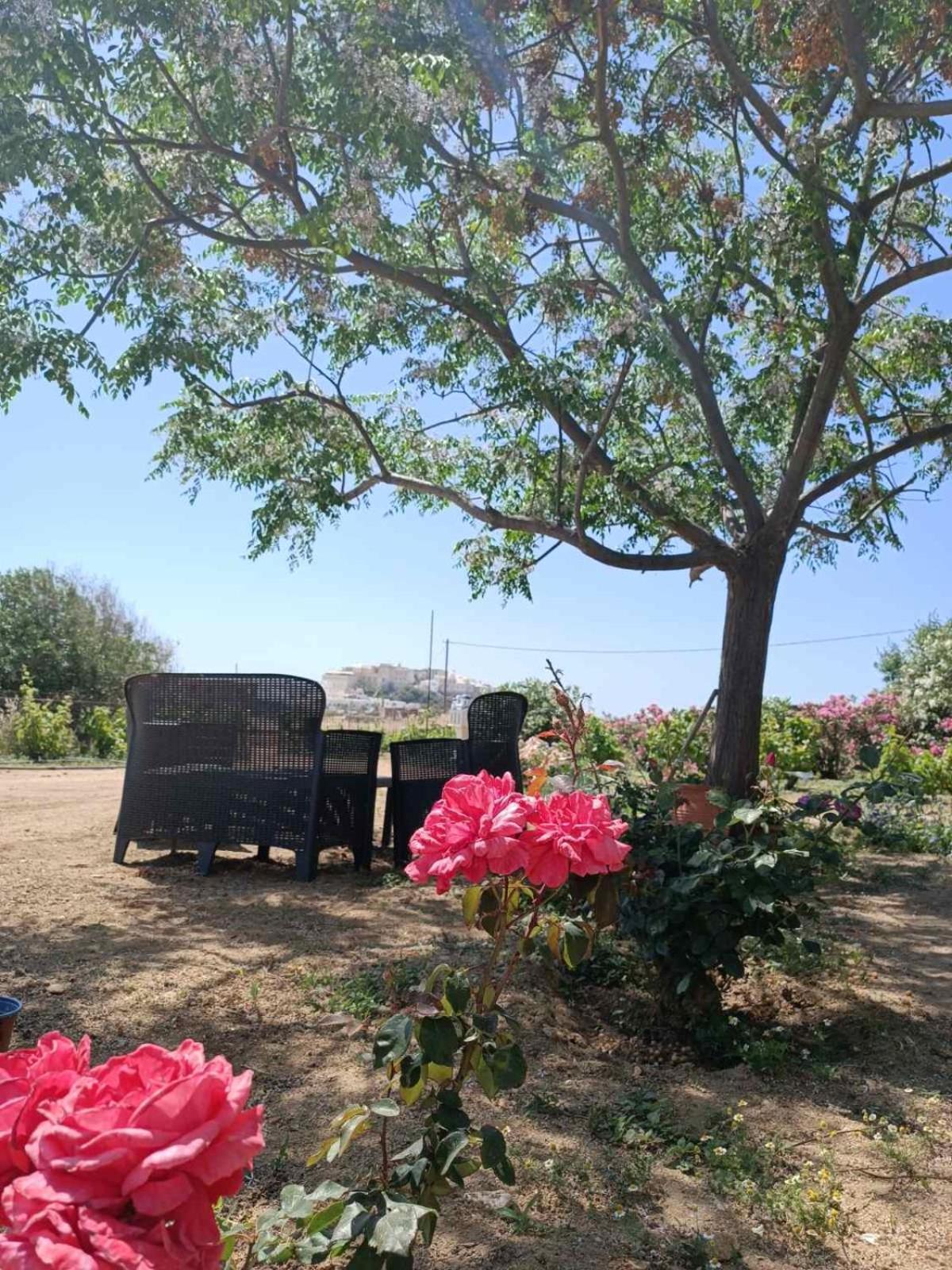 Ktima Dimitrios Βίλα Naxos City Εξωτερικό φωτογραφία